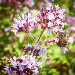 Flor de oregano flower bee